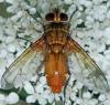 Leskia aurea